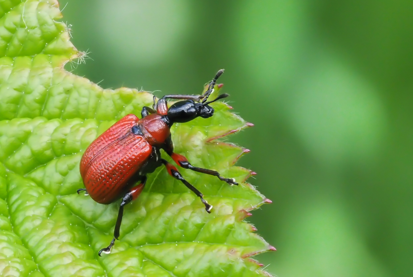 Haselblattroller (Aboderus coryli)