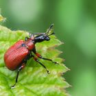 Haselblattroller (Aboderus coryli)