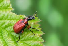 Haselblattroller (Aboderus coryli)