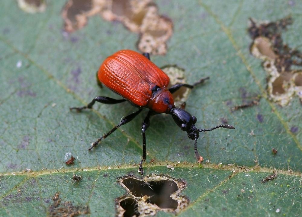 Haselblattroller (Apoderus coryli) 02