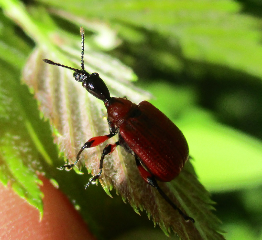  Haselblattroller (Apoderus coryli) 