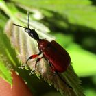  Haselblattroller (Apoderus coryli) 