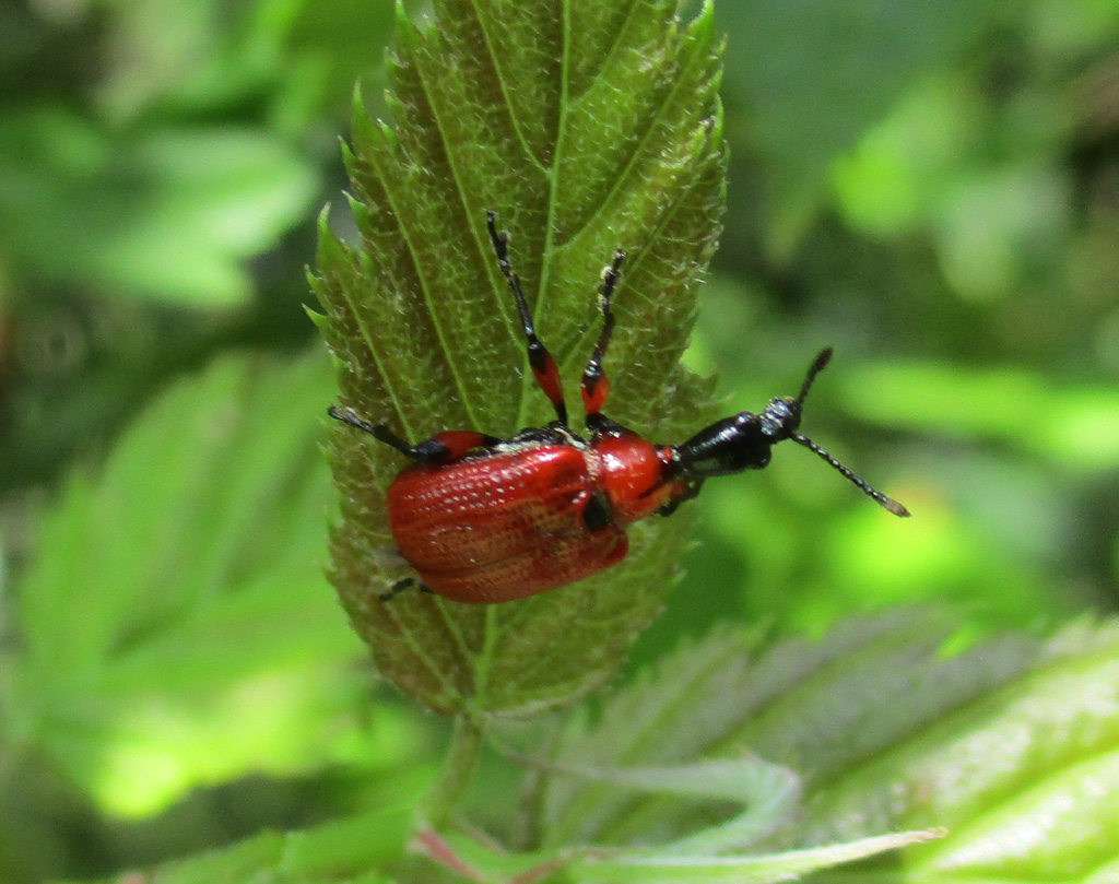 Haselblattroller (Apoderus coryli)