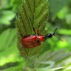 Haselblattroller (Apoderus coryli)