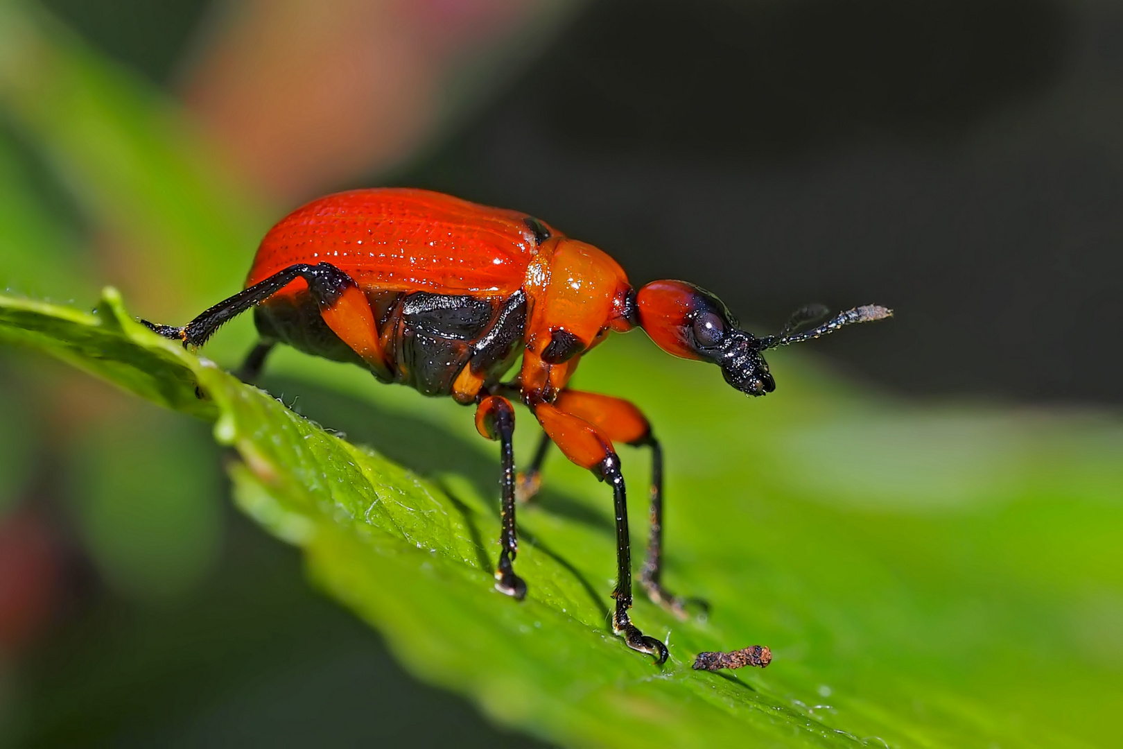 Haselblattroller (Apoderus coryli). - Apodère du noisetier.