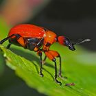 Haselblattroller (Apoderus coryli). - Apodère du noisetier.