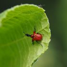 Haselblattroller (Apoderus coryli)