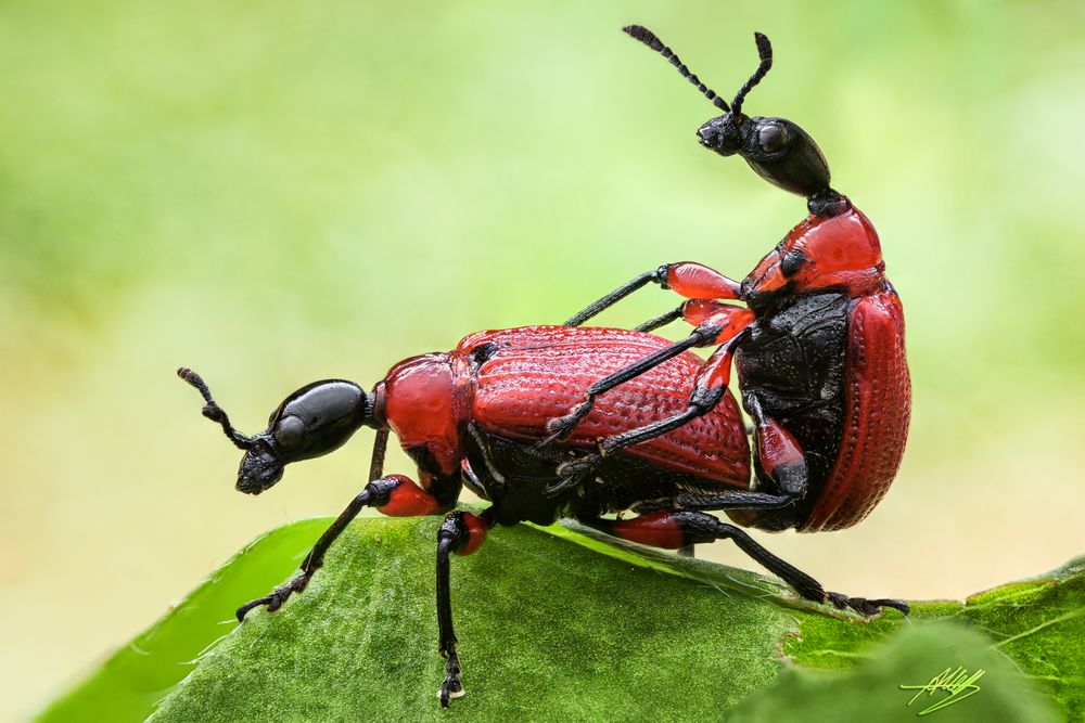 Haselblattroller (Apoderus coryli) bei der Paarung