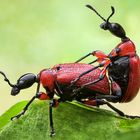 Haselblattroller (Apoderus coryli) bei der Paarung