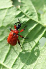 Haselblattroller  (Apoderus coryli)