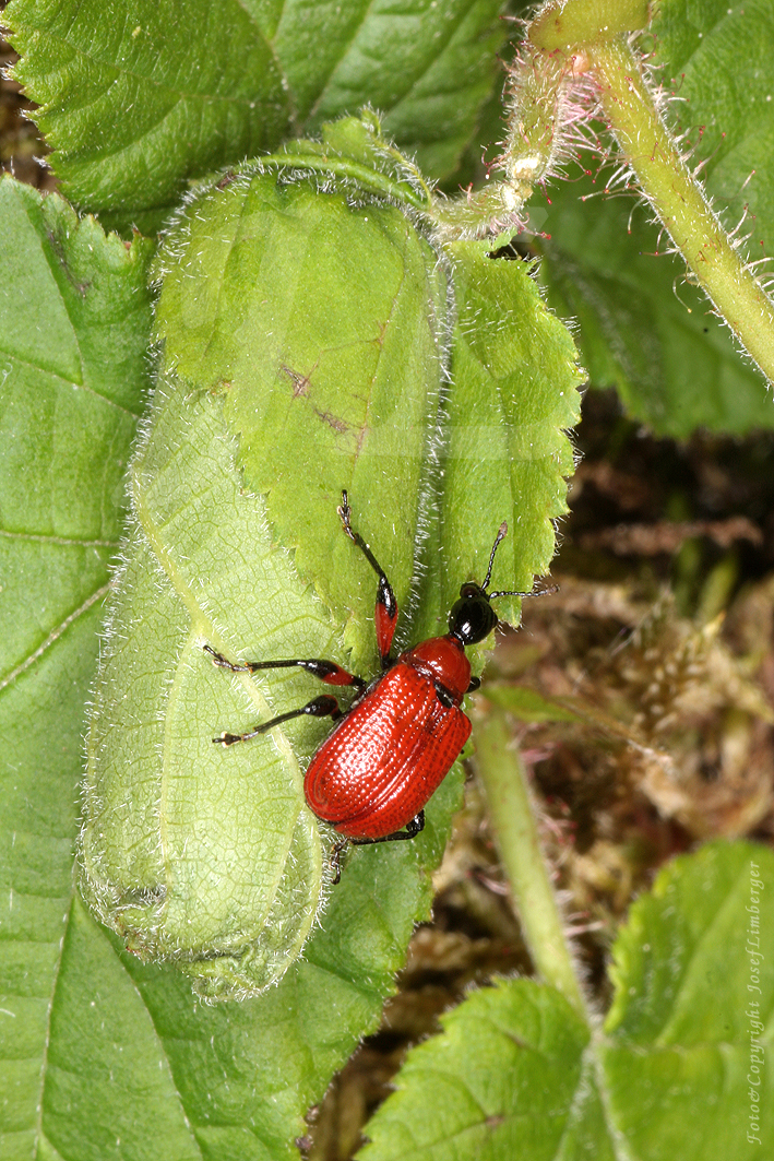  Haselblattroller (Apoderus coryli) Copyright Josef Limberger Bubenberg Steegen Oö 