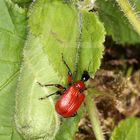  Haselblattroller (Apoderus coryli) Copyright Josef Limberger Bubenberg Steegen Oö 