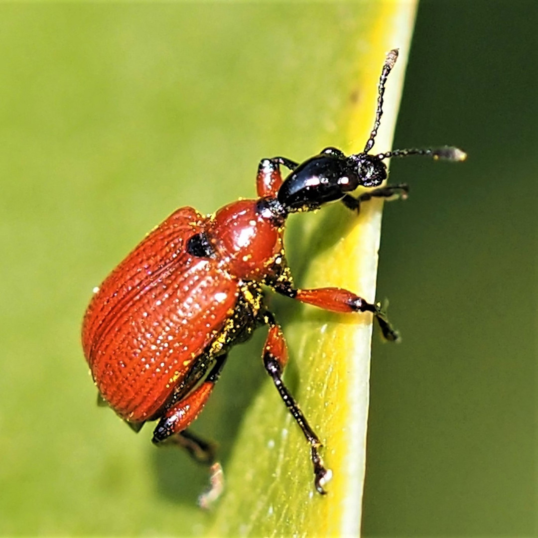 Haselblattroller (Apoderus coryli)