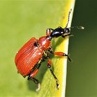 Haselblattroller (Apoderus coryli)