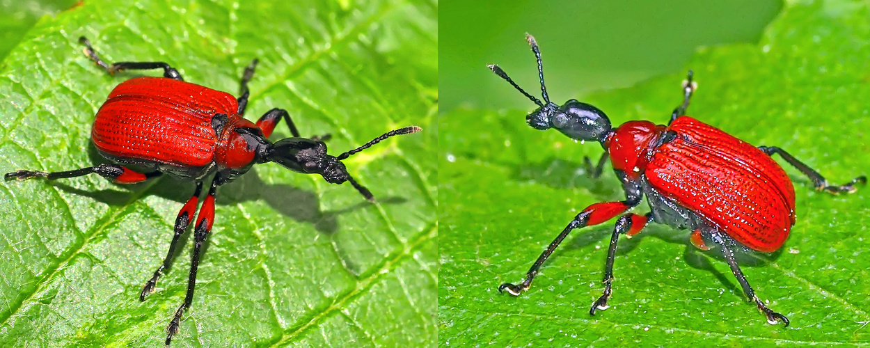 Haselblattroller (Apoderus coryli), Männchen und Weibchen. - Apodère du noisetier, mâle et femelle.