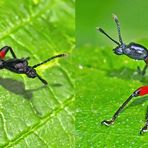 Haselblattroller (Apoderus coryli), Männchen und Weibchen. - Apodère du noisetier, mâle et femelle.