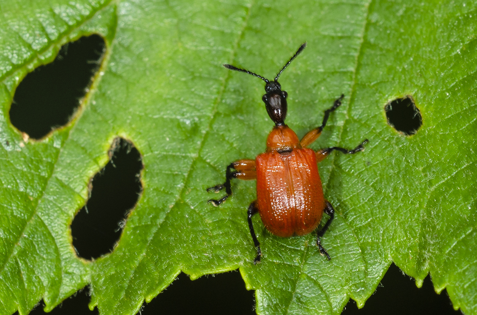 Haselblattroller (Apoderus corylii)