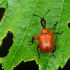 Haselblattroller (Apoderus corylii)