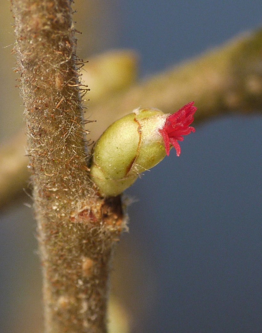 Haselblüte