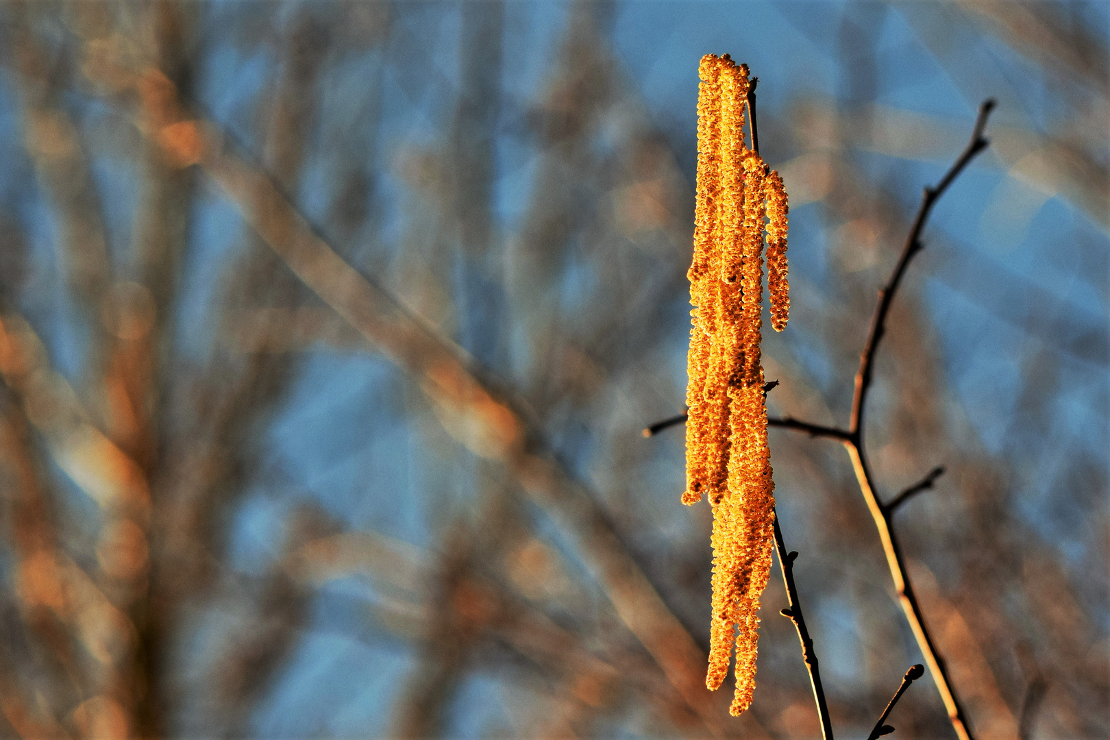 Haselblüte  2