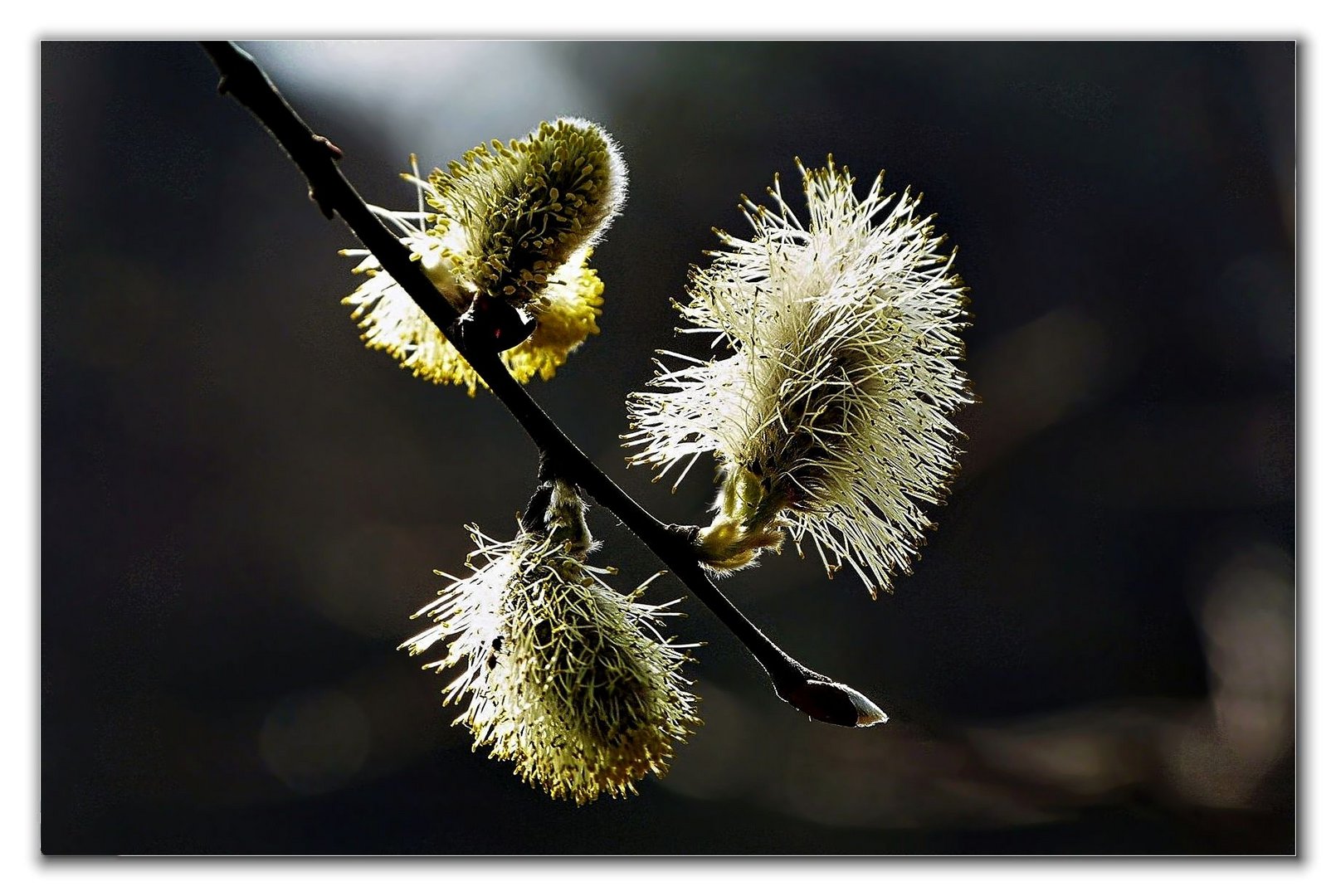 Haselblüte