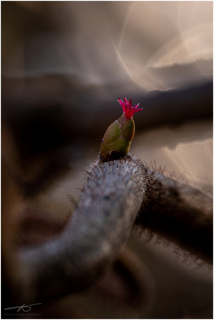 Haselblüte