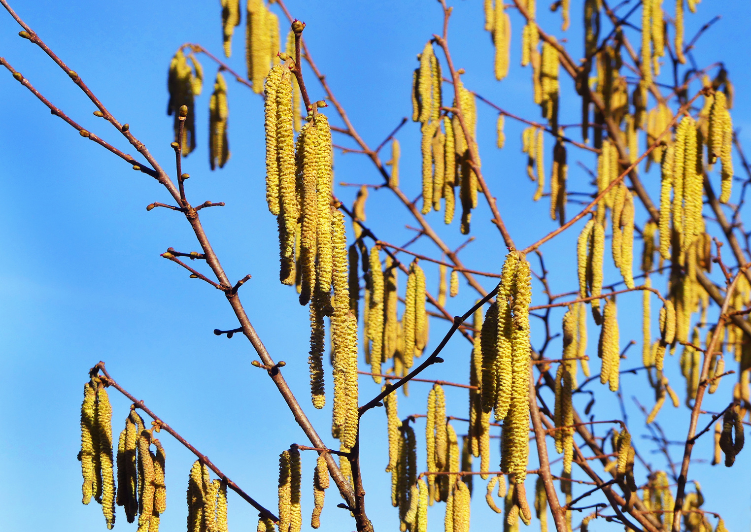 Haselblüte