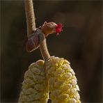 Haselblüte