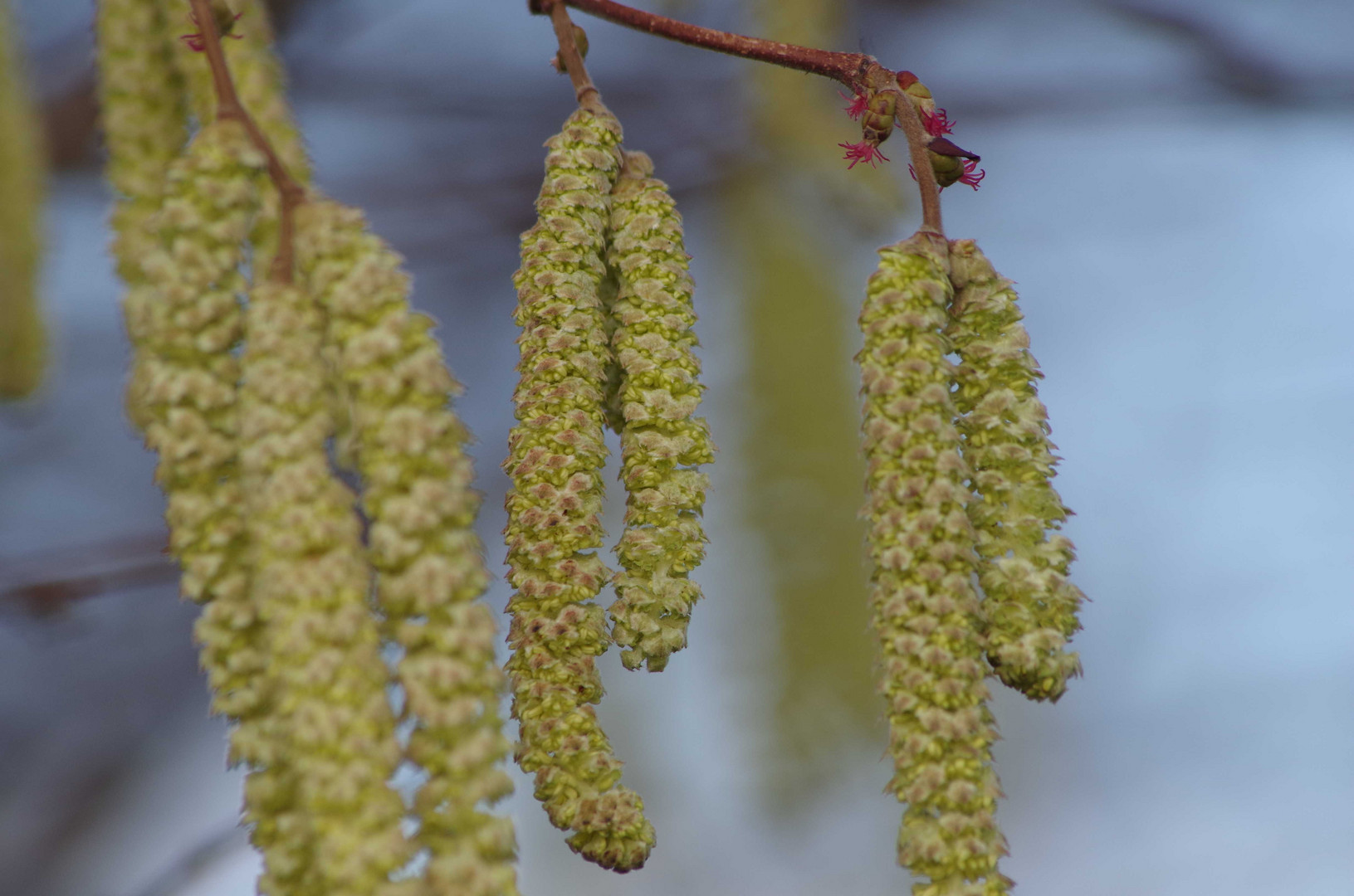 Haselblüte