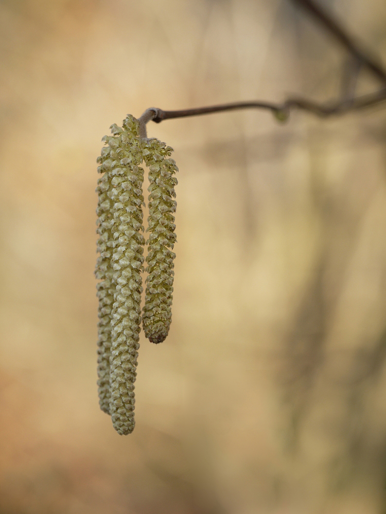 Haselblüte 