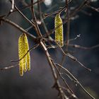 Haselblüte im Gegenlicht