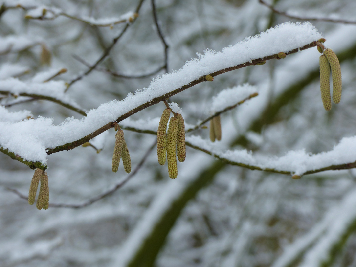 Haselblüte im Schnee