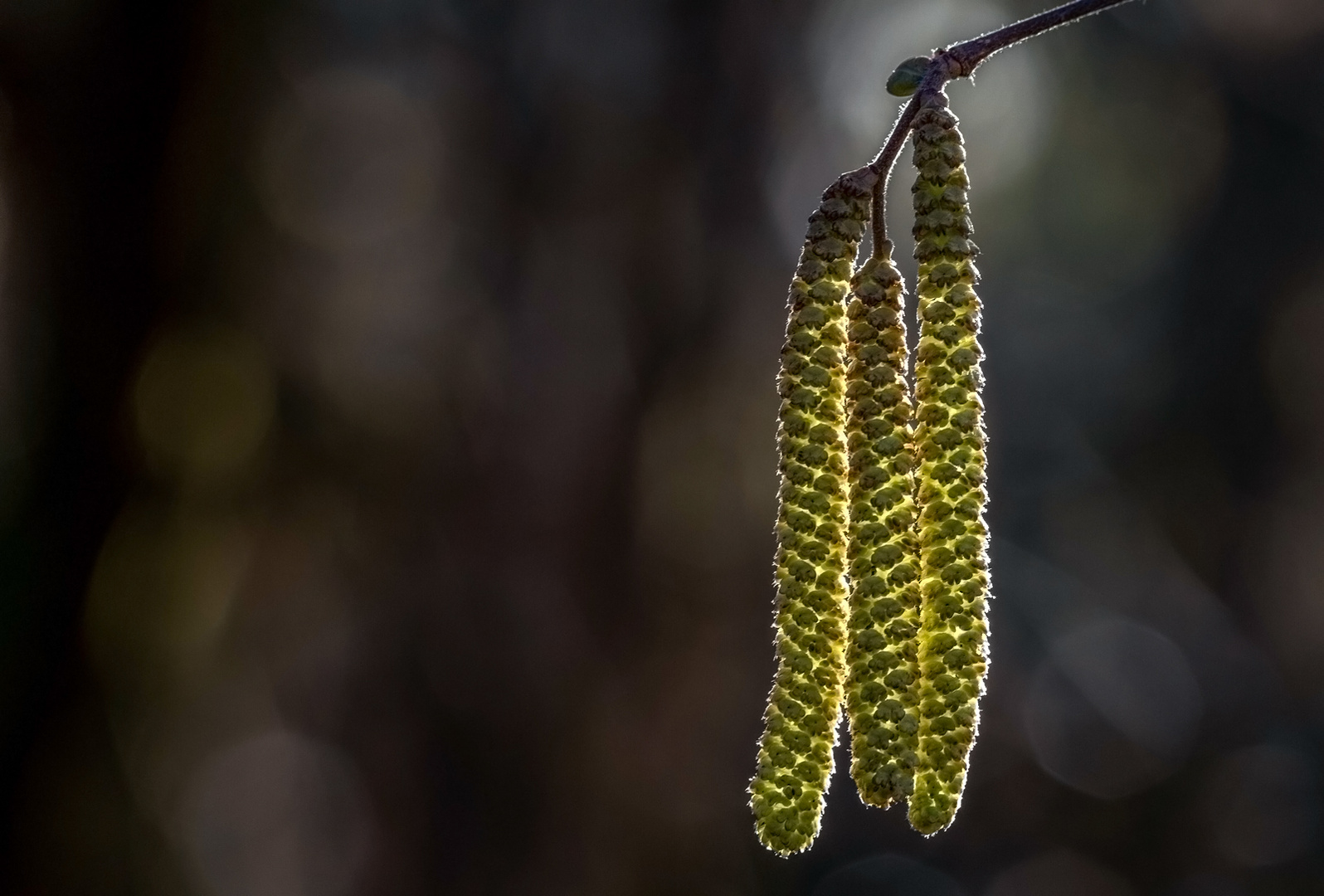 Haselblüten