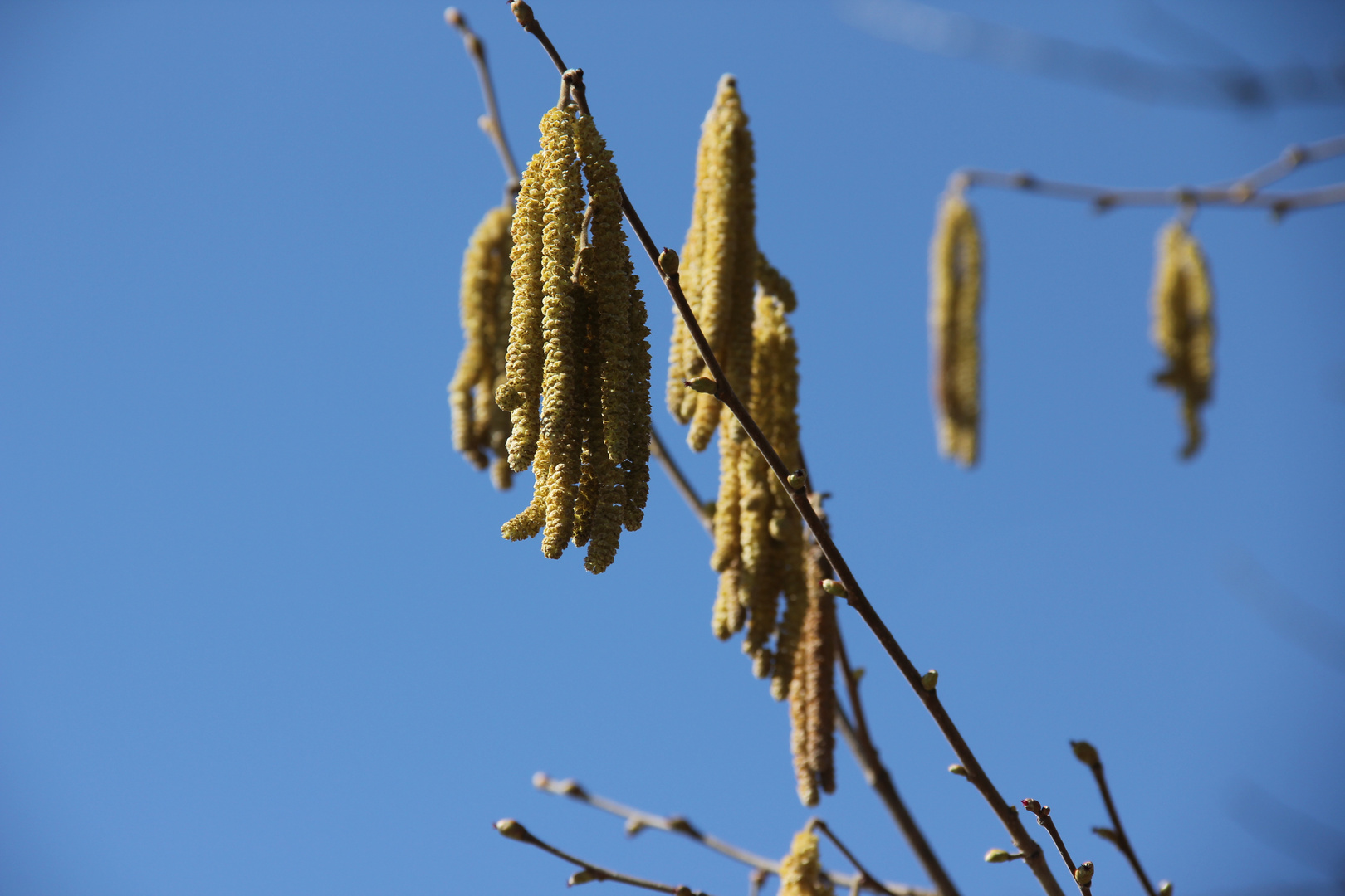 Haselblüten