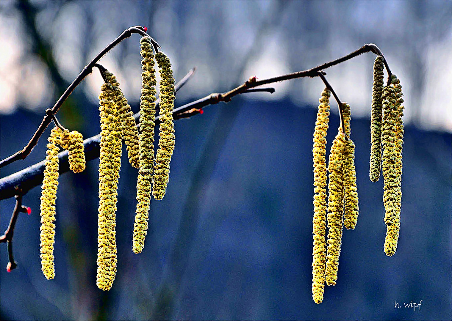 Haselblüten