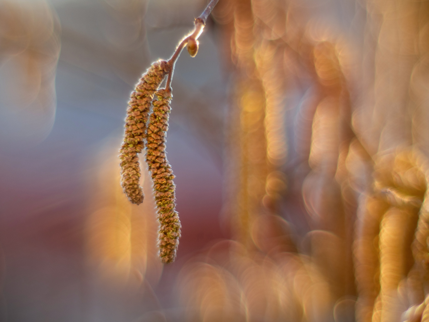 Haselblüten im Gegenlicht