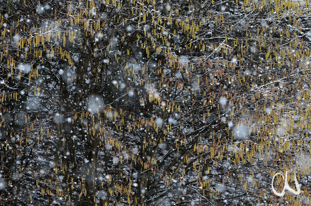 Haselblüten in dichtem Schneetreiben