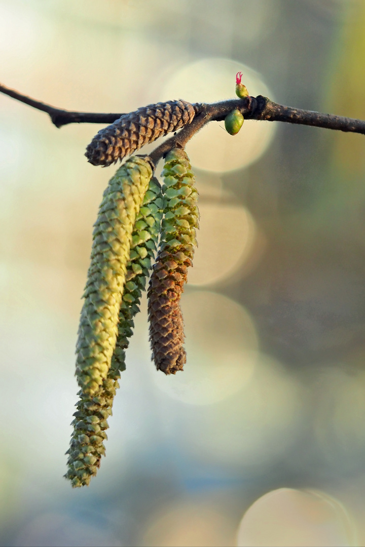 Haselblüten Männlein Weiblein