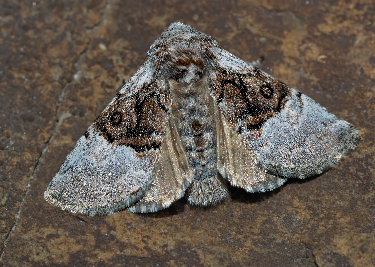 Haseleule, Eulenspinner (Colocasia coryli) - Papillon de nuit: Bonjour!