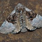 Haseleule, Eulenspinner (Colocasia coryli) - Papillon de nuit: Bonjour!