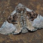 Haseleule, Eulenspinner (Colocasia coryli) - Papillon de nuit: Bonjour!