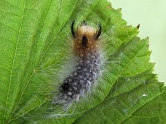 Haseleulen Raupe
