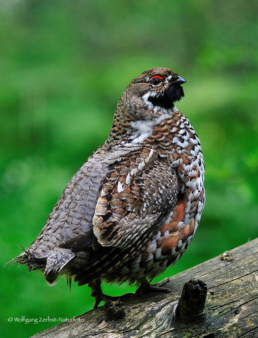 " Haselhuhn "( Bonasa bonasia )