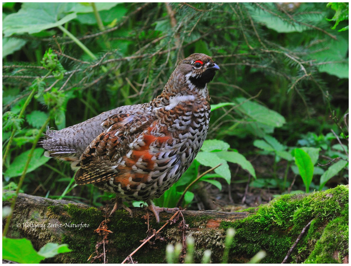 --- Haselhuhn --- ( Bonasa bonasia )