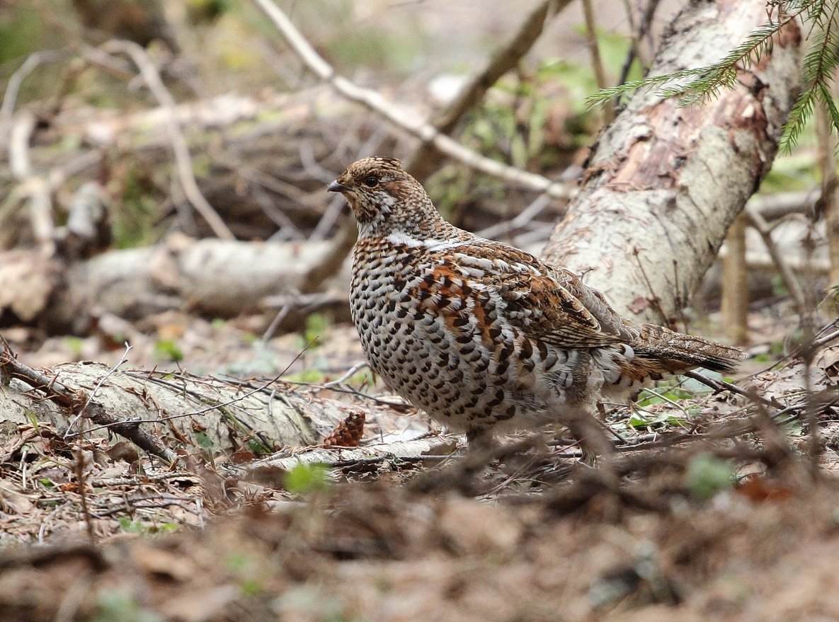 Haselhuhn   Frau 