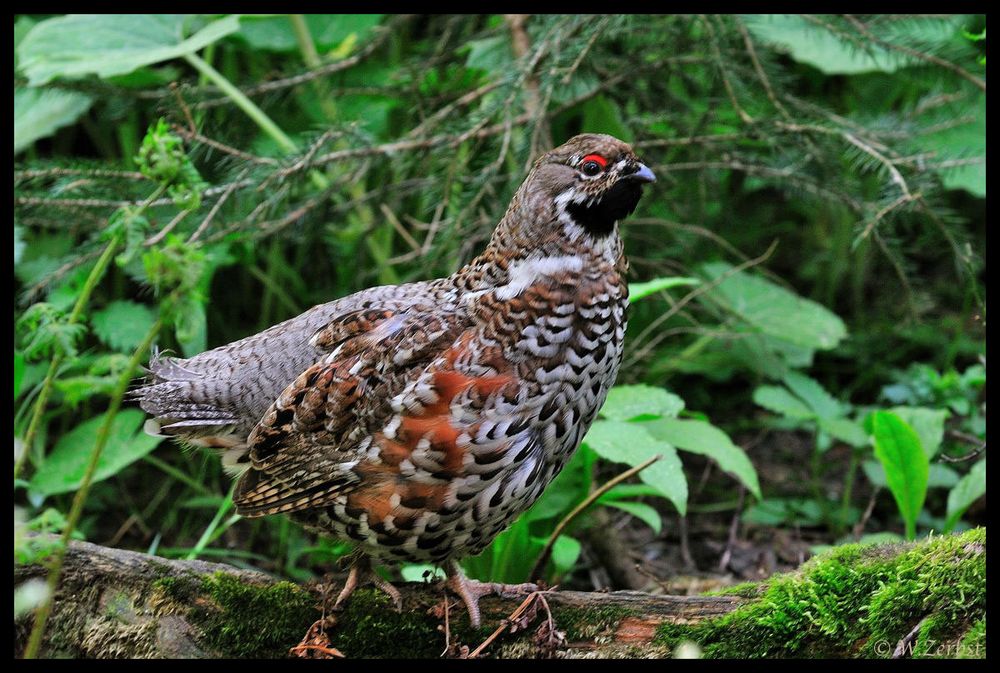 - Haselhuhn im Bay. Wald -