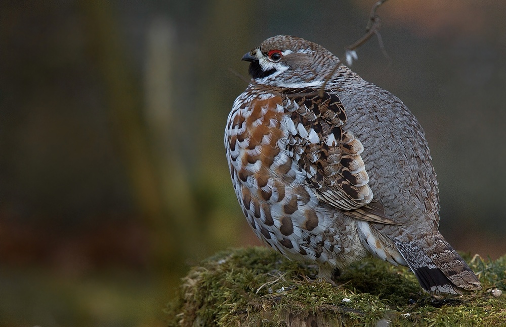 haselhuhn im np bay.wald...