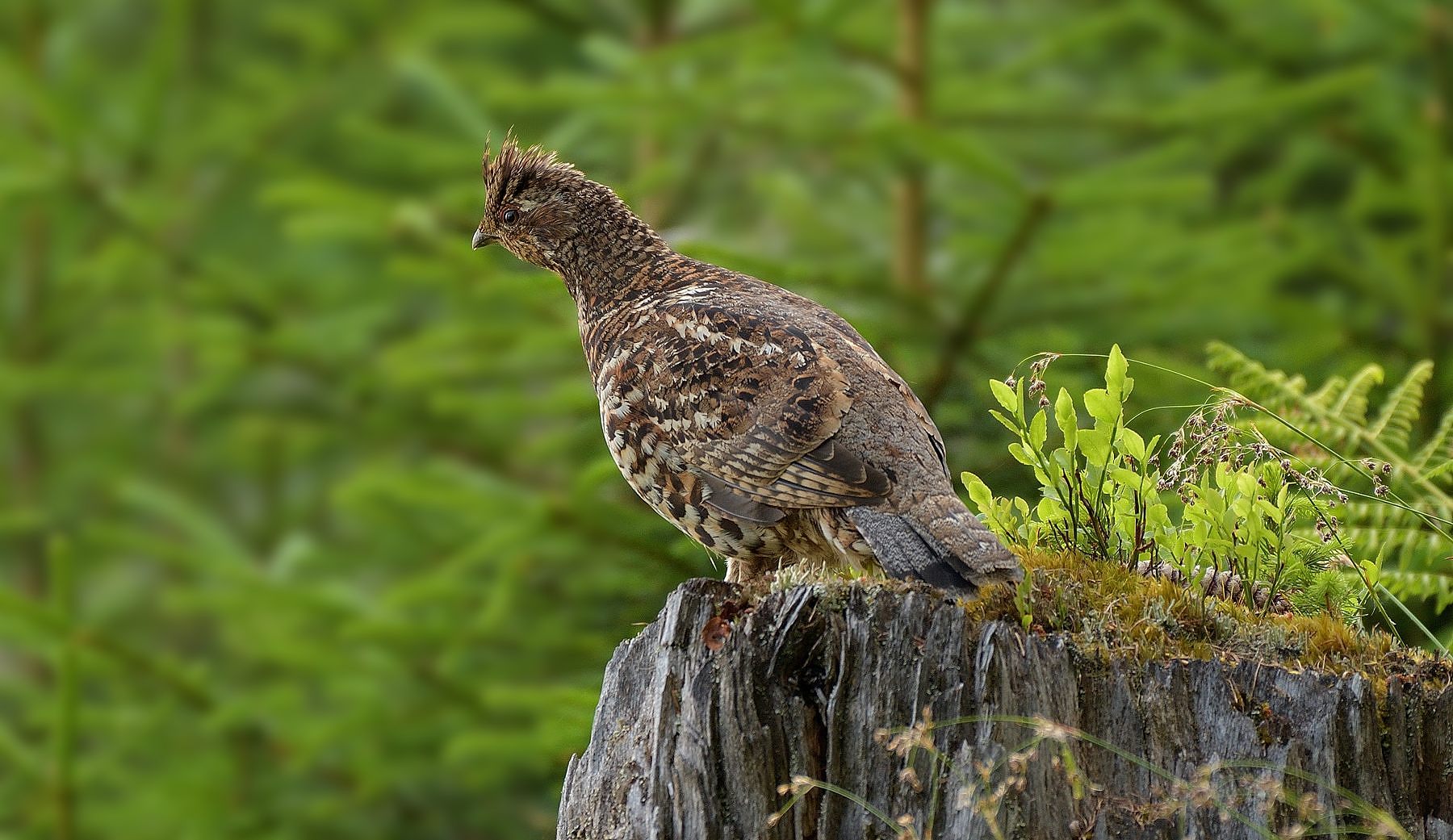 Haselhuhn (Tetrastes bonasia)