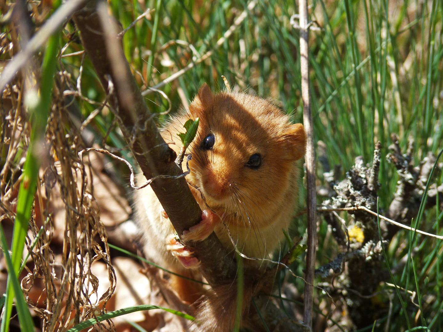 Haselmaus