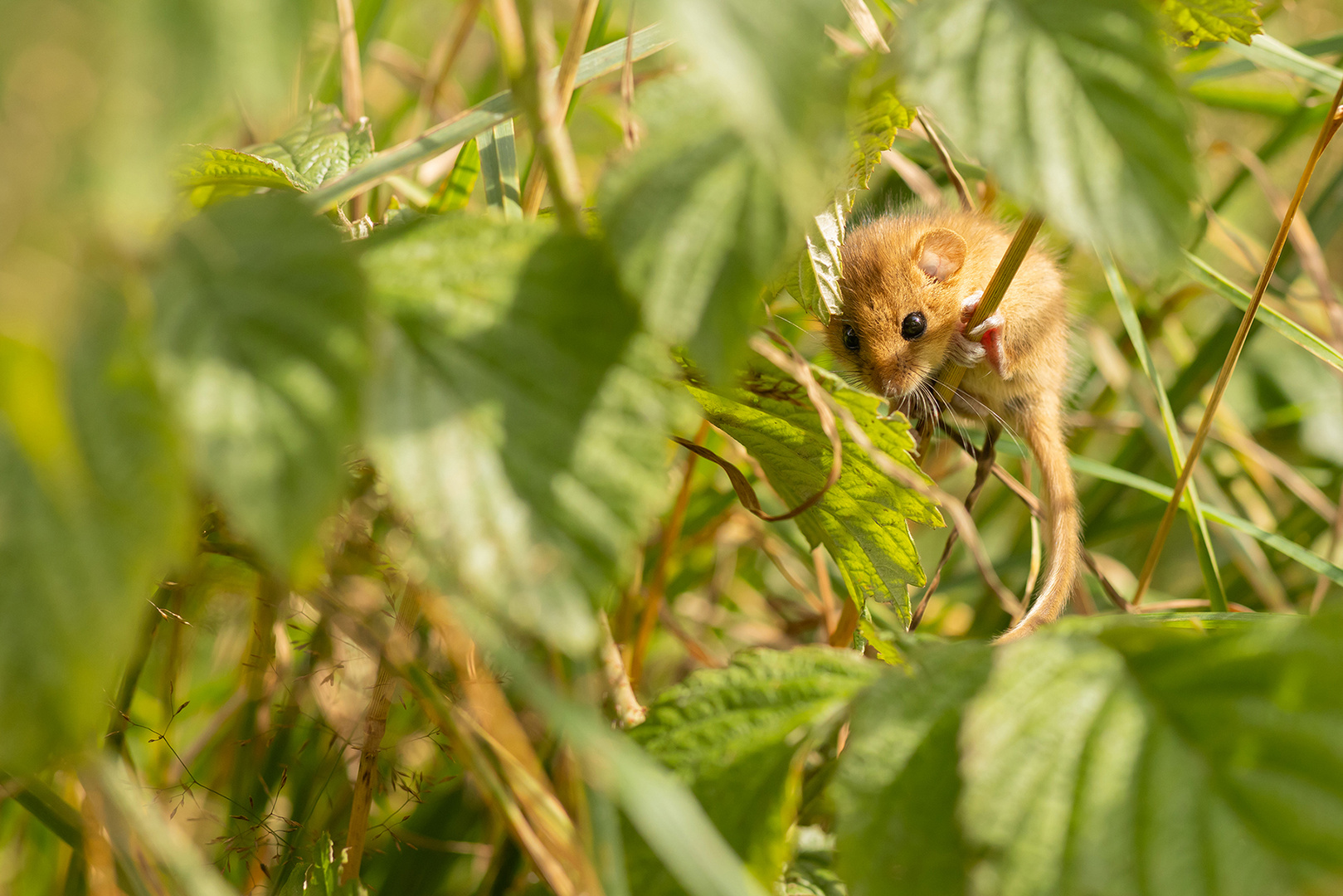 Haselmaus